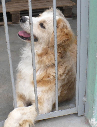 bello cachorro 6.jpg