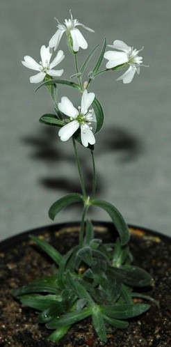 [old-frozen-plant-reborn3.jpg]