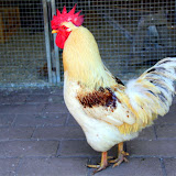 Rooster At Churchill Farm - Phillip Island, Australia