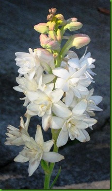 Polianthes tuberosa