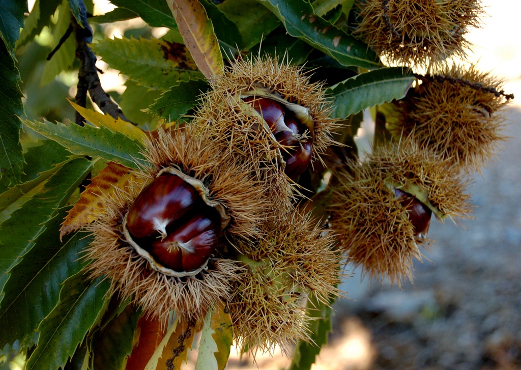 [DSC_0568%255B5%255D.jpg]