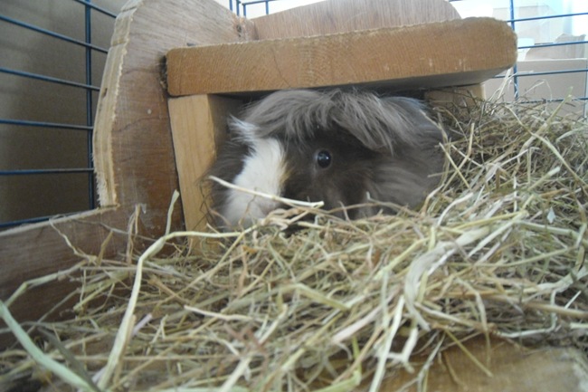 oktcavia 021 oktcavia 021
