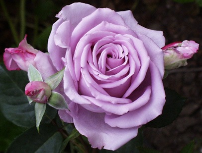 [rose_bluegirl%255B3%255D.jpg]