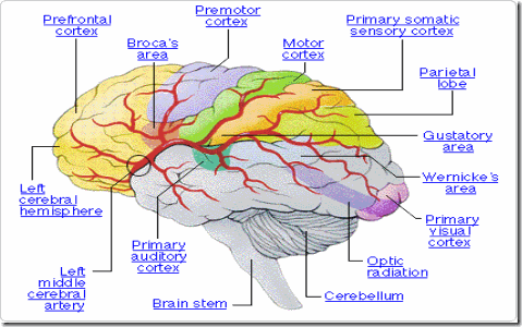 brain-components-diagram