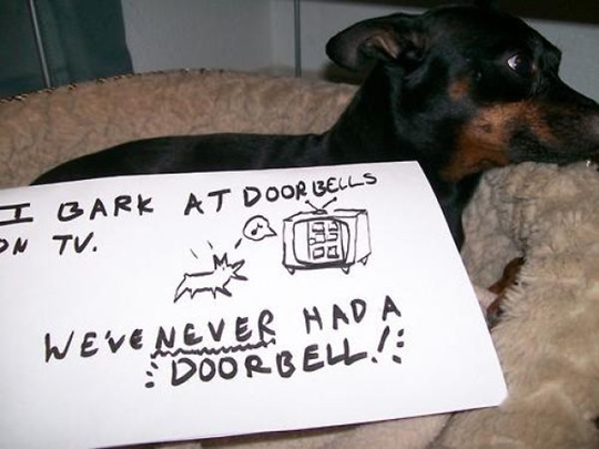 [dog-shaming-bad-24%255B2%255D.jpg]
