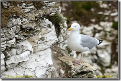 Bempton Cliffs - 1st Visit for 2013