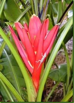 Musa coccinia Musa coccinia