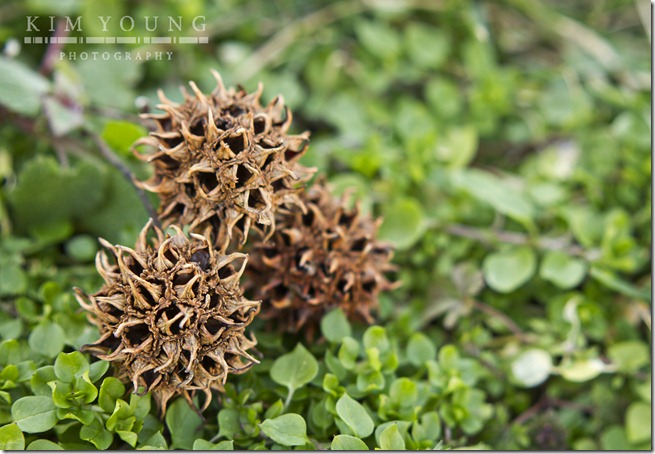 thorn balls wtrmk
