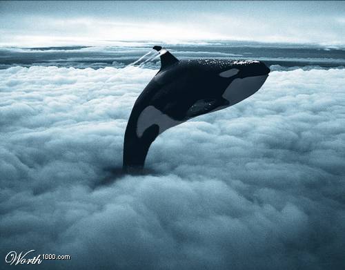 What Animals Dream