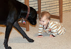 Another dog meets baby picture.  Audrey is fascinated with Starla.  Starla...is not so sure, but is very careful around her.