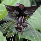 Black bat plant, Tacca chantrieri, is native to Malaysia, India, and East Asia and the flowers resemble a bat in flight.