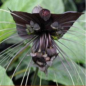 Black bat plant, Tacca chantrieri, is native to Malaysia, India, and East Asia and the flowers resemble a bat in flight. Black bat plant, Tacca chantrieri, is native to Malaysia, India, and East Asia and the flowers resemble a bat in flight.
