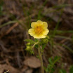common_buttercup_3158.jpg
