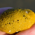 False Sea Lemon (Bright yellow morph)