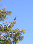 Crater Lake (72).JPG