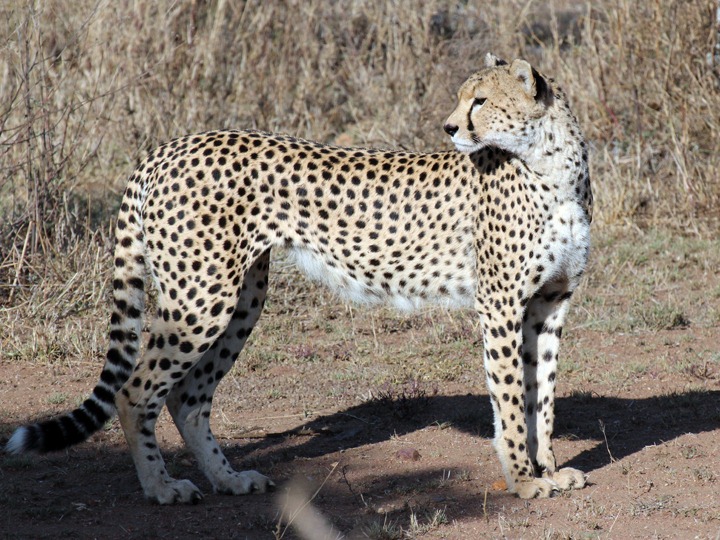 [October-18-2012-Mother-cheetah3.jpg]