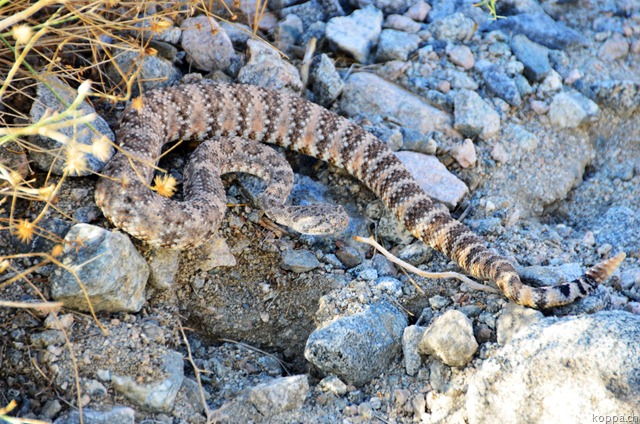 [110929JoshuaTreeNP1.jpg]