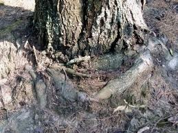 [roots-circleing-base-of-tree2.jpg]
