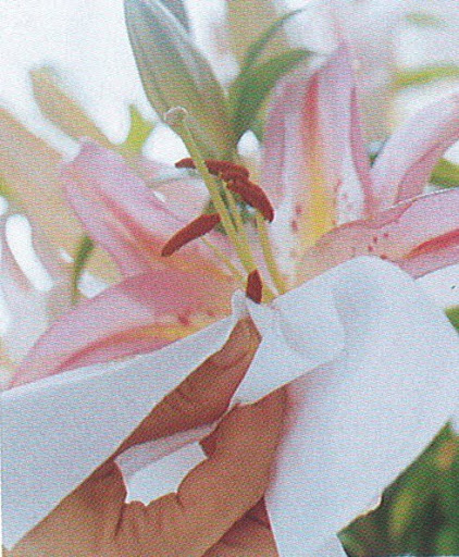 The pollen in the stamens of a lily, if brushed on your clothing or your furniture, will leave a stain. Carefully remove the stamens with a tissue or snip them with manicure scissors before putting the flowers in vases. (The Best of Martha Stewart Living -- Arranging Flowers)