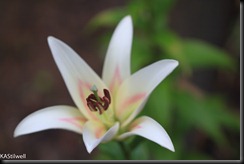 name this lily-2