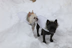 Too Much Snow For Sharkey!