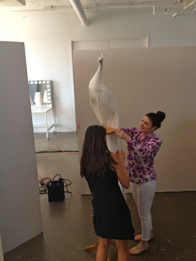 Erin and I assembled the peacock onto his stand. This was WAY more scary then it appears in the picture! Erin and I assembled the peacock onto his stand. This was WAY more scary then it appears in the picture!