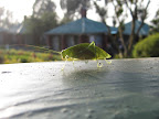 IMG_0545.JPG