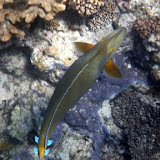 Colorful Fish Swimming in the Water - Noumea, New Caledonia