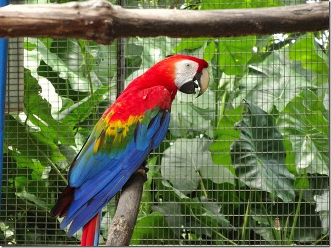 Guyana_Zoo_DSC07034