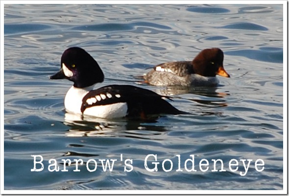 Barrow's Goldeneye