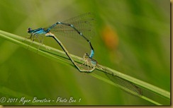 Bluet Mating _DSC6071Macro-Damsel-Dragon-Flowers-Butterfly-scenic-Edit NIKON D300 June 16, 2010