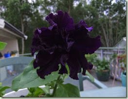Petunia grandiflora `Polka` Petunia grandiflora `Polka`