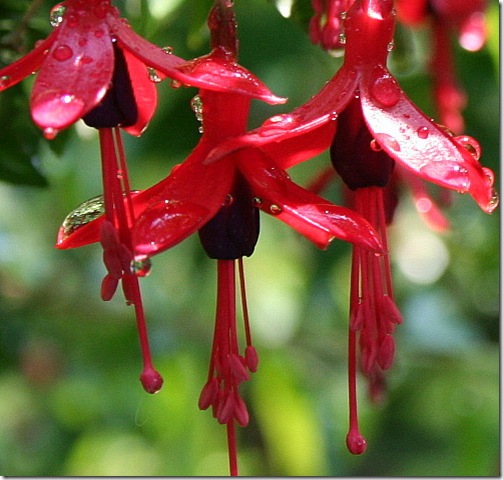 garden-fuschia-small-june08