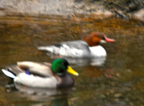 DSC_0847.jpg DSC 0847