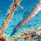 Trumpetfish hiding