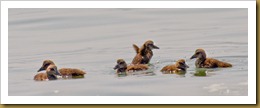 eider ducklings Eider ducklings on water_ROT8599 NIKON D3S June 28, 2011