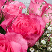 Valentine roses 006.jpg
