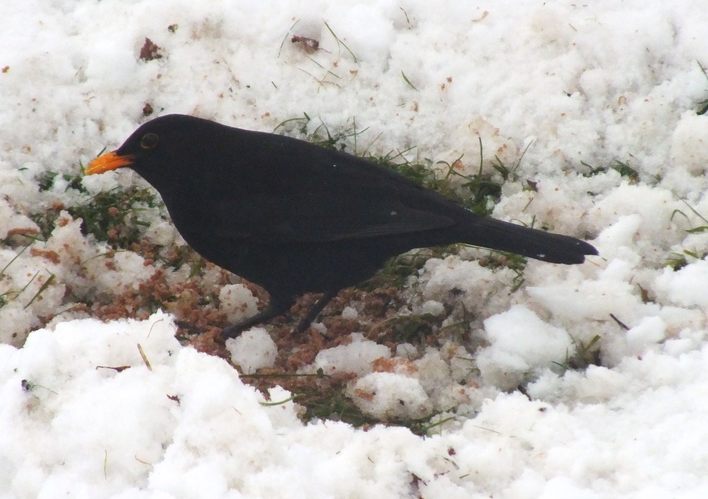 [blackbird%2520male%255B3%255D.jpg]