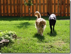 Abby & Toby playing