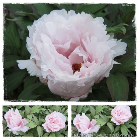 treepeony_25.05.12 treepeony_25.05.12