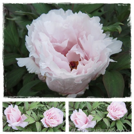 treepeony_25.05.12