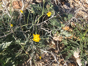 MountLaguna 019.jpg