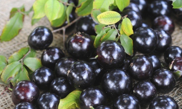 [jabuticaba-30363%255B4%255D.jpg]