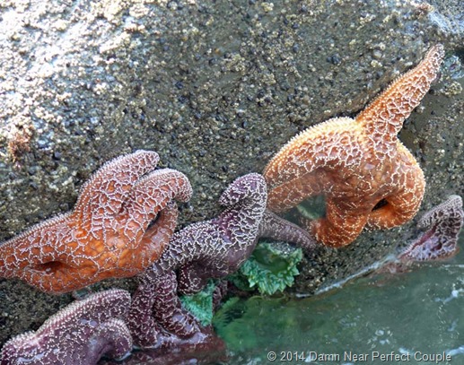 Sea Stars