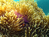  Koh Lipe Resimleri Fotoğrafları