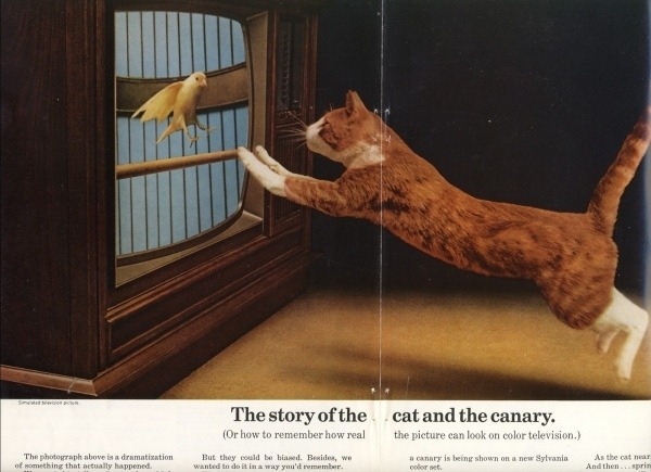 [Vintage-Cat-Advertisements-16%255B2%255D.jpg]