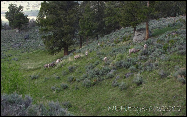 IMG_1764BighornSheep IMG_1764BighornSheep
