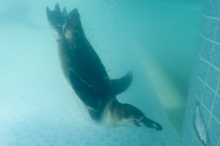 [penguin%2520underwater%2520swimming%255B8%255D.jpg]