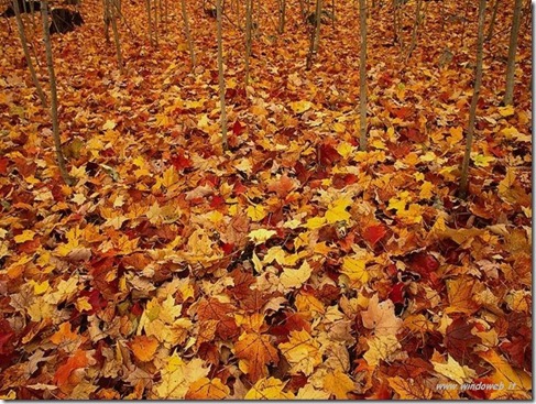foto_autunno_365 foto_autunno_365