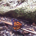 Monarch butterfly